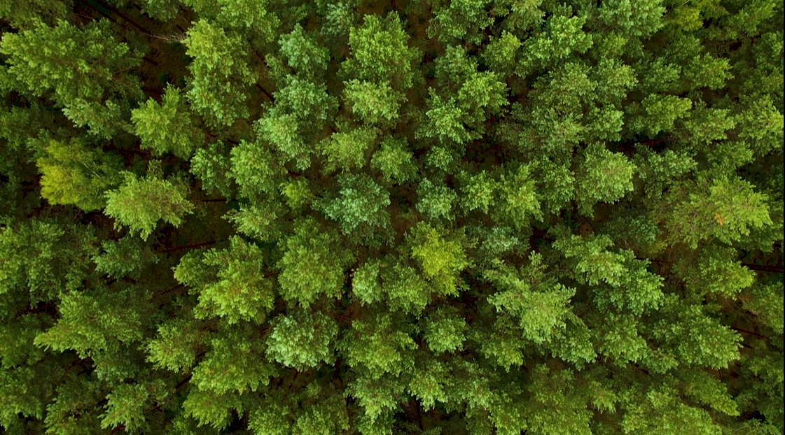 Aerial Shot Forest